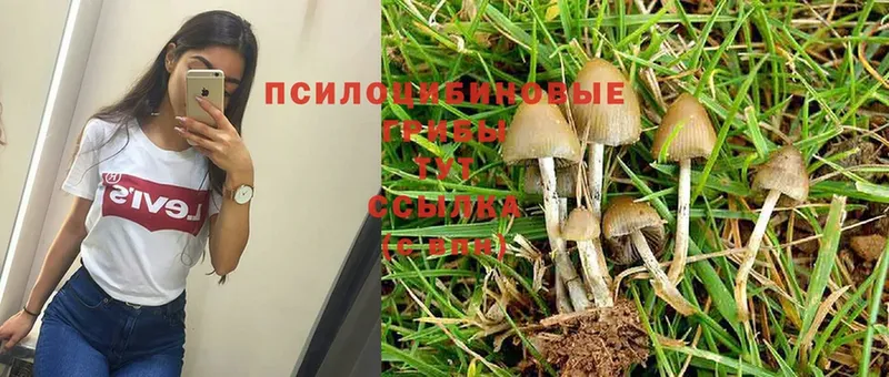 Псилоцибиновые грибы Cubensis  Котовск 